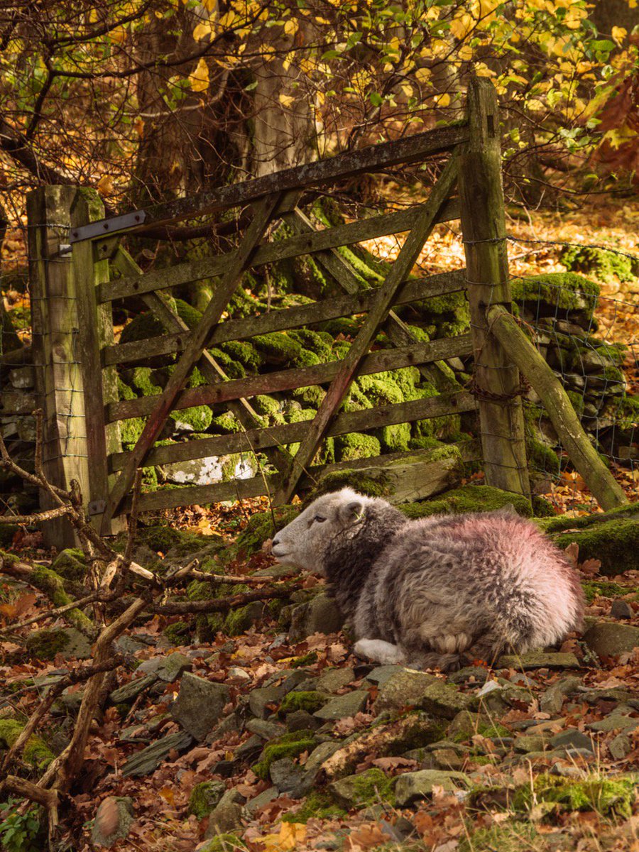 Picture Cumbria tweet media