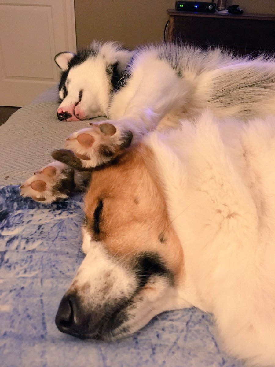 Writing in my room, surrounded by my awesome #dogs 💞 Tannik #LabradorHusky & Cree #StBernardCross #HuskyPaws 🐾 🇨🇦