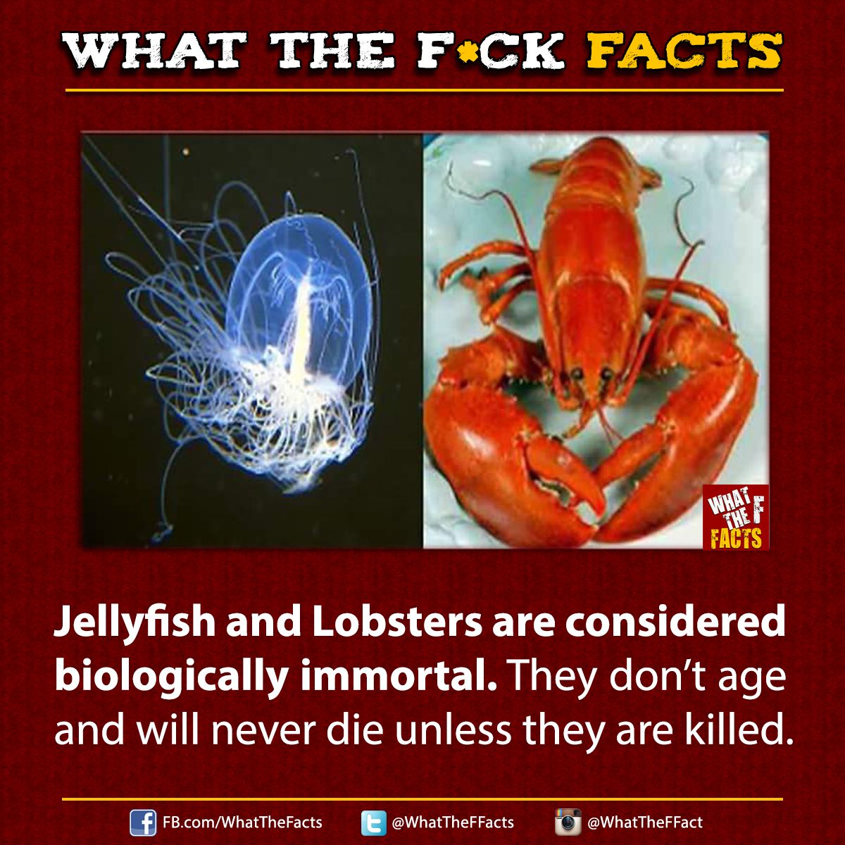 WhatTheFFacts's tweet image. 