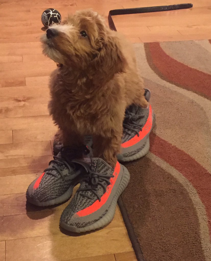 yeezys for dogs