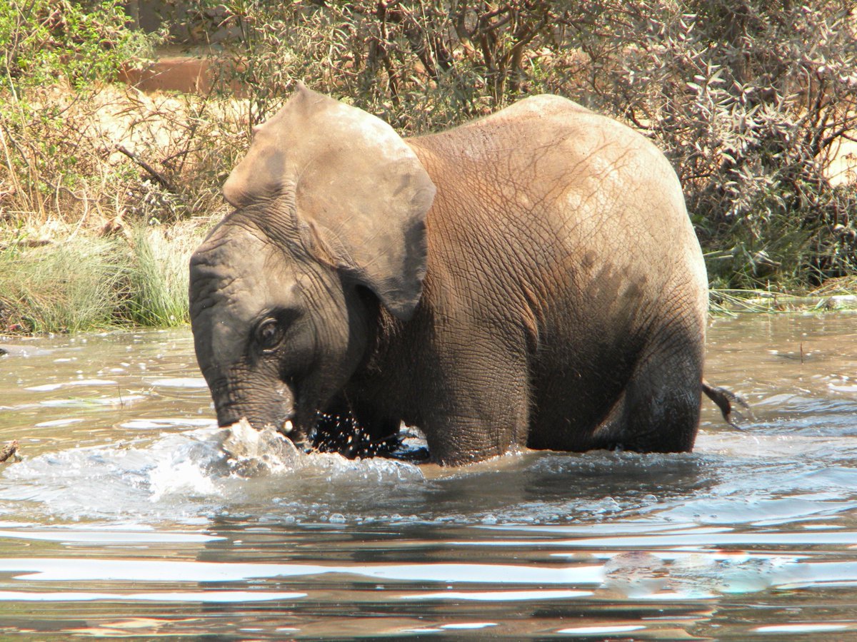 NSPCA_SA's tweet image. Thanks for the follow! @AlexanderSpect4 @RachelintheOC @ethicalbrand @ModeBoard @AlexanderSpect4
Hope you have a great #wildlifeWednesday 🦁