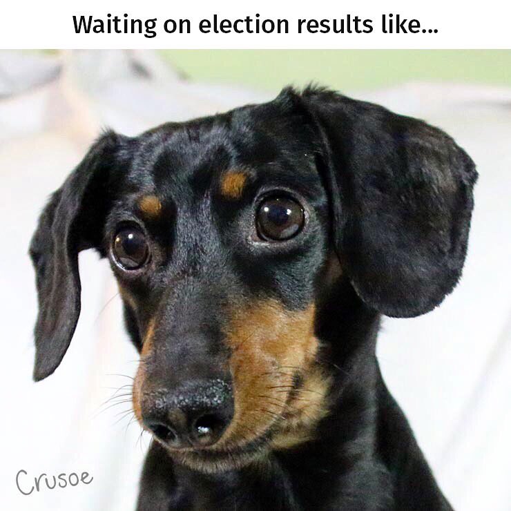 Celeb_Dachshund's tweet image. Waiting on election results like.. #ElectionNight