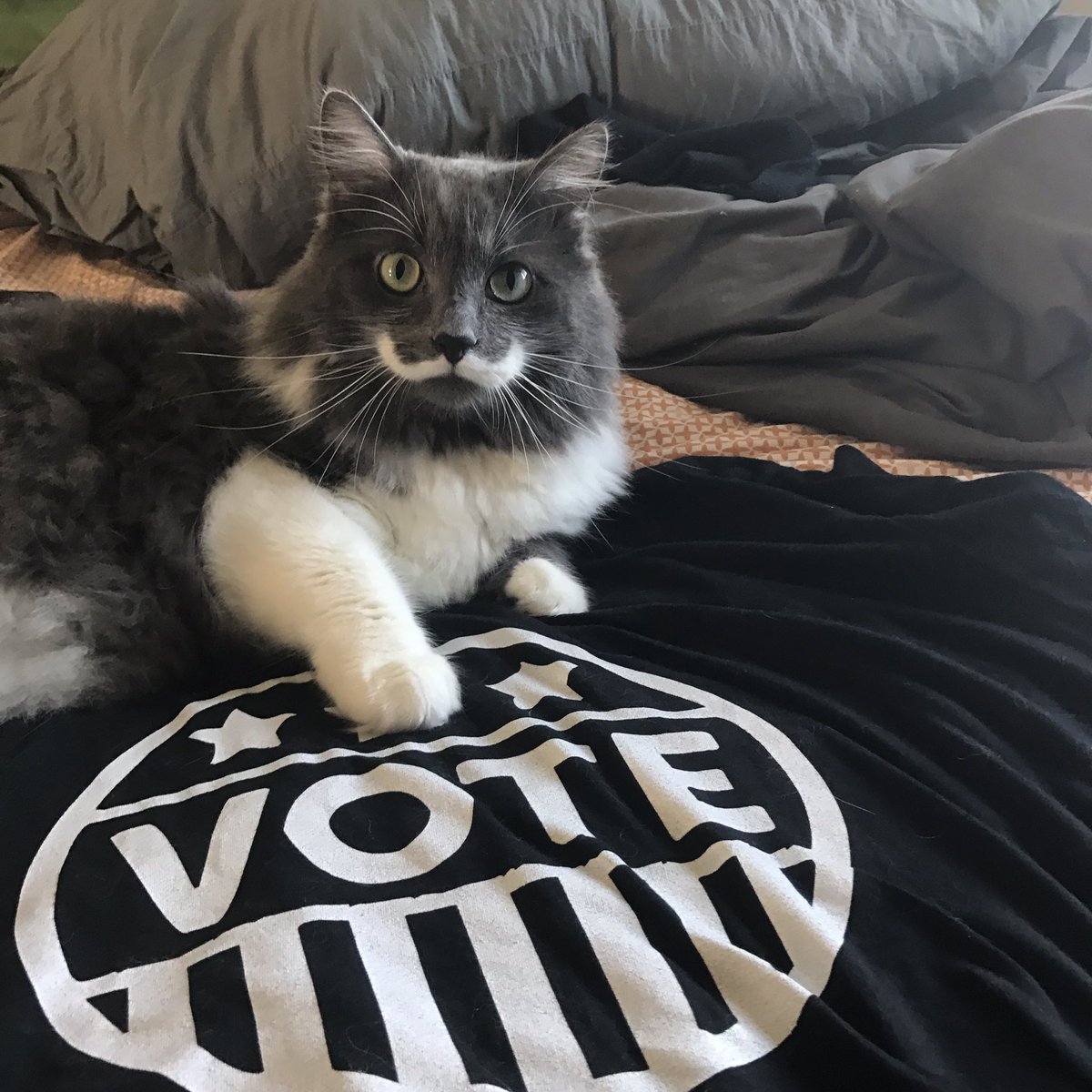 TheMustacheCat's tweet photo. Be heard, America. You can't complain afterwards if you don't do your part...
#mustachecat #electionday #vote2016 https://t.co/dEWG3RydOK