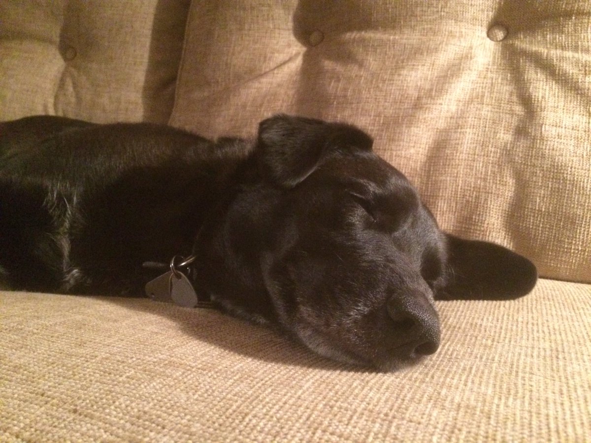 CarlRobertAnd's tweet photo. Sleeping like a stone. https://t.co/SnVW1eAoCx
