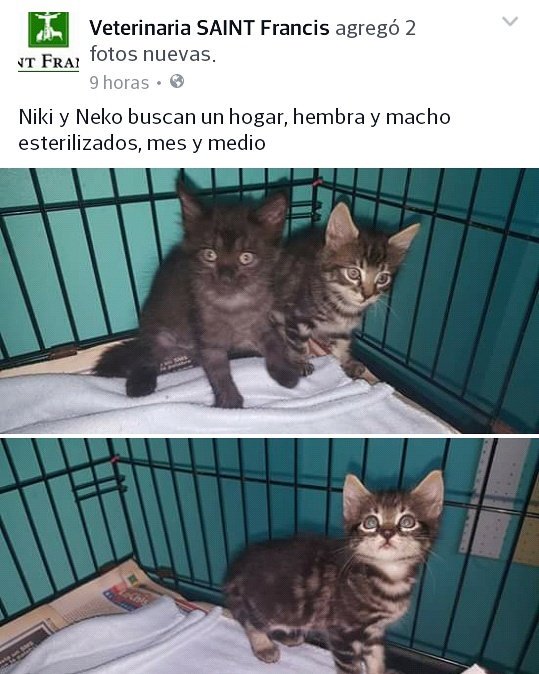 Comunidad peluche de CHIRIQUI estos hermosos gatitos estan en busca de hogares responsables tel:730-3630 <a href="/RetenChiriqui/">Reten_Chiriqui</a> <a href="/ultimahoraC4/">Última Hora Chiriquí, Panamá</a>