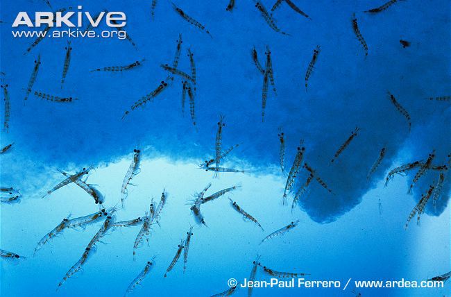 WildlifeSNPits's tweet photo. Is Krill the New Palm Oil? https://t.co/rPPVAd002l https://t.co/puOgRefs5A