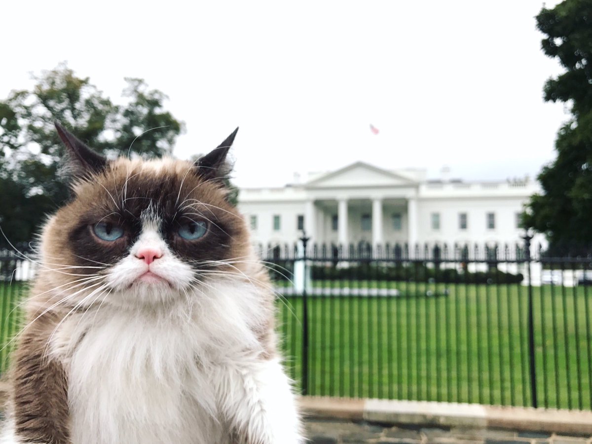 грэмми кэт. грампи кэт и бисмарк. Grumpy cat соус тартар. угрюмый мир. сноу-шу кошка.