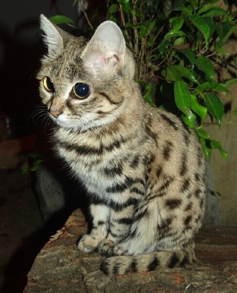 一番小さい猫