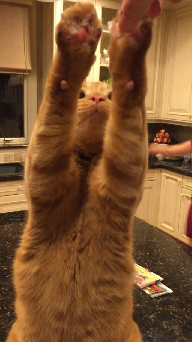 Jenny Lawson tweet media