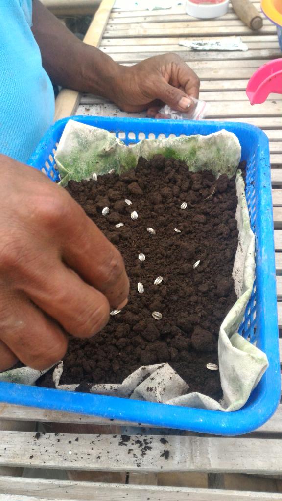 Seedling our Lovely Sun Flower, alot of order in November for Organic Seeds IDEP Foundation
#stopGMO #againstMonsanto #Permaculture #Bali