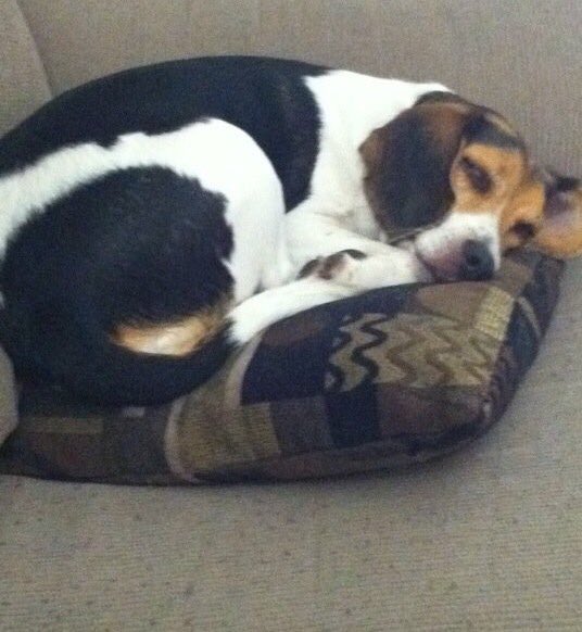 Teee_Ohhh's tweet photo. #vote #ivoted #yovote #findkali #america #losangeles #lynwood #lostbeagle #beagle #YesIvoted #lostdog https://t.co/YO3B78HI43