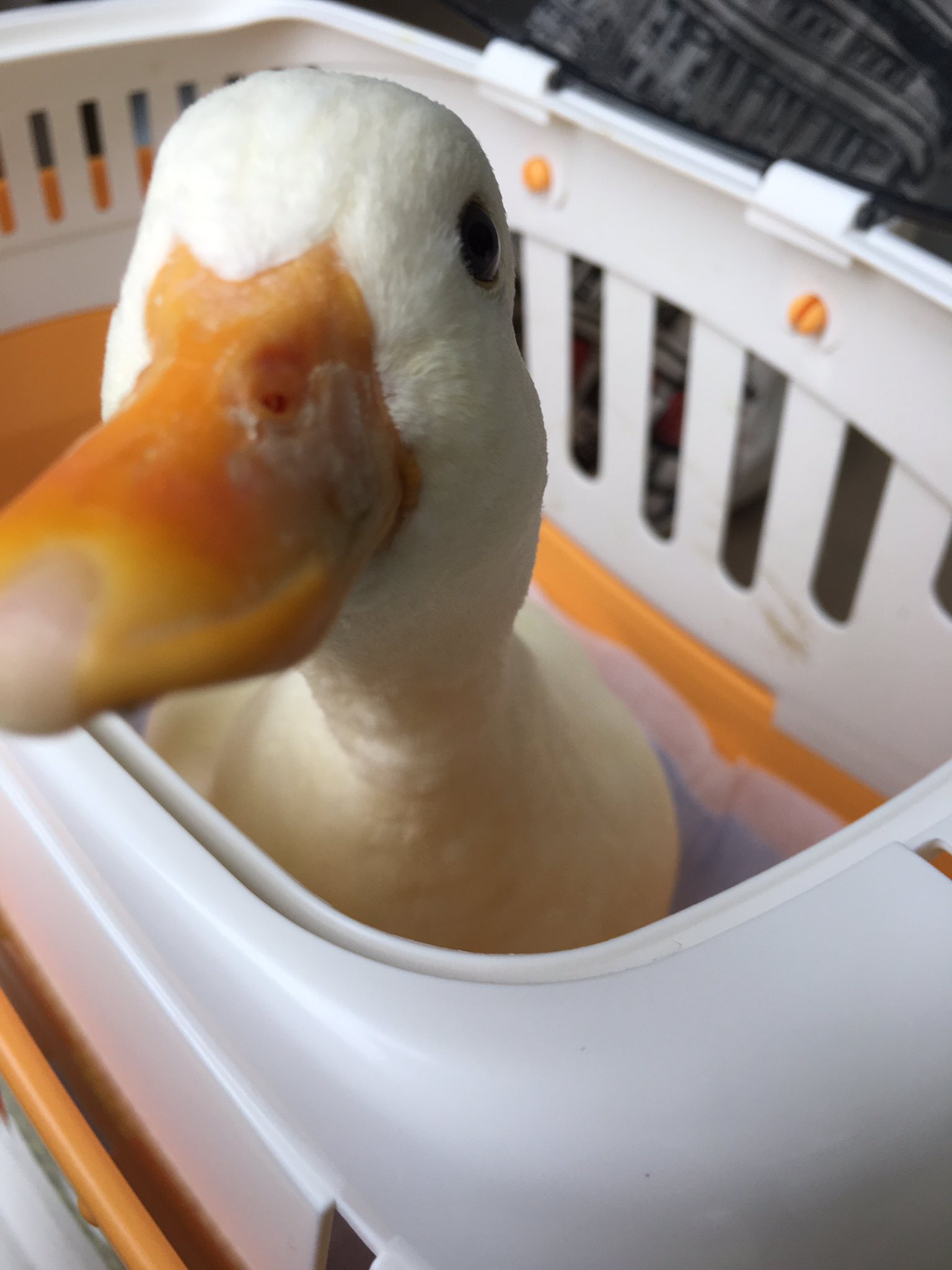 Love Callduck Ar Twitter Q あひるってどれ位長く生きられますか A ピー介は 我が家で飼う14羽目のアヒル です ピー介の前の北京ダック君が 14年間一緒にいてくれました その後は家族全員ペットロスに悩まされましたね Love Callduck Ar Twitter Q あひるってどれ位長く生きられますか A ピー介は 我が家で飼う14羽目のアヒル です ピー介の前の北京ダック君が 14年間一緒にいてくれました その後は家族全員ペットロスに悩まされましたね