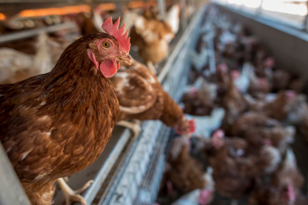 WE DID IT! Thanks to all of your hard work, #YesOn3 passed in MA; making it illegal for farms to confine pigs, calves and hens in cages!