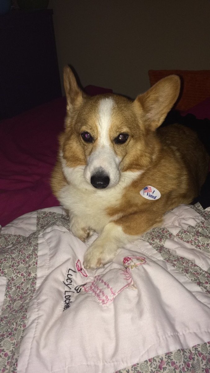 karweeeee's tweet image. Corgis for Trump #FoxNews2016