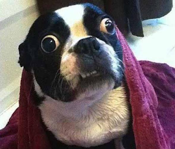 ADV_DevC's tweet photo. Watching these live election results like... #WhoWillWin 
 https://t.co/cy33VUqW91 https://t.co/l0dVW1hTdO
