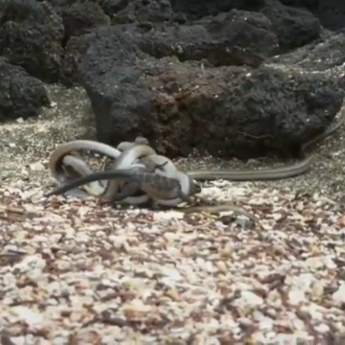 This is America right now #ElectionNight