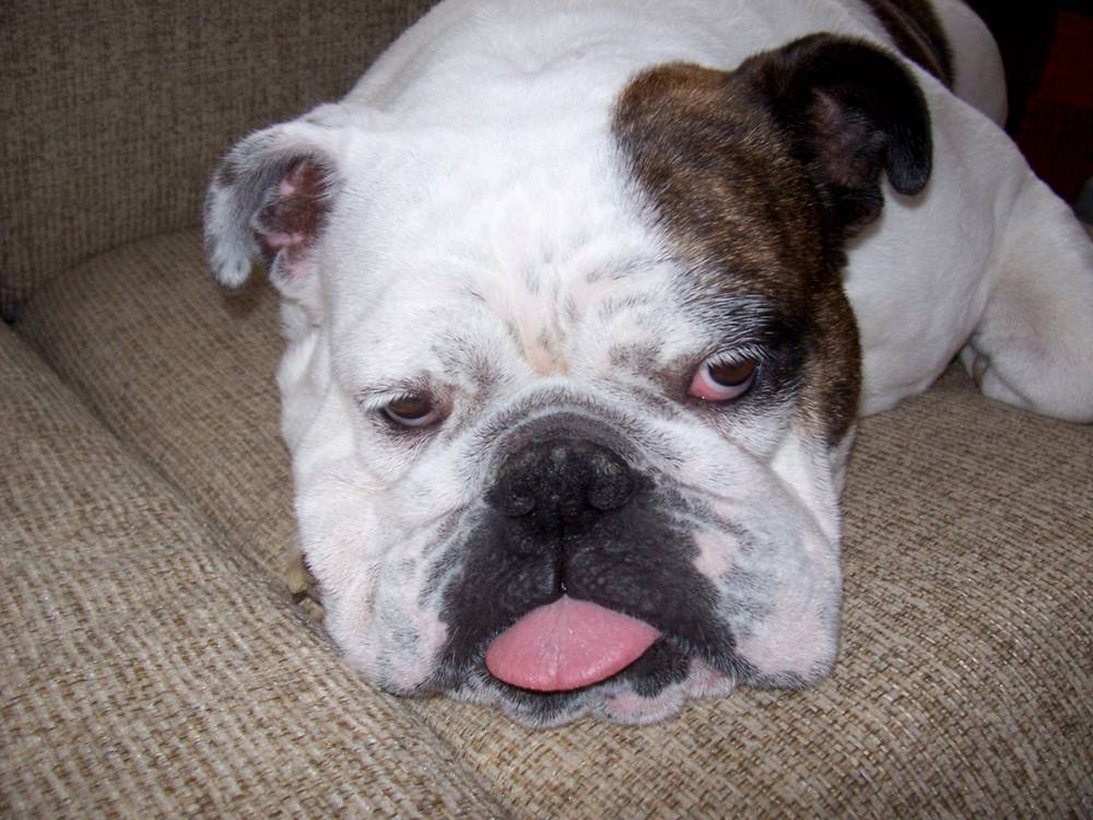 BerlinLax's tweet photo. It's just me, a snoring bulldog, and @CNN tonight... Excellent coverage - even if Berlin's laziest dog isn't interested! #ElectionDay https://t.co/hm7ThGta3Y