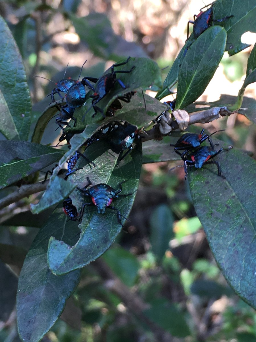 EcologyActionTx's tweet photo. Get up close and personal with our bug neighbors at #CircleAcres. Schedule a tour for your group https://t.co/Meu3MBHV5v https://t.co/nvS97iwIil