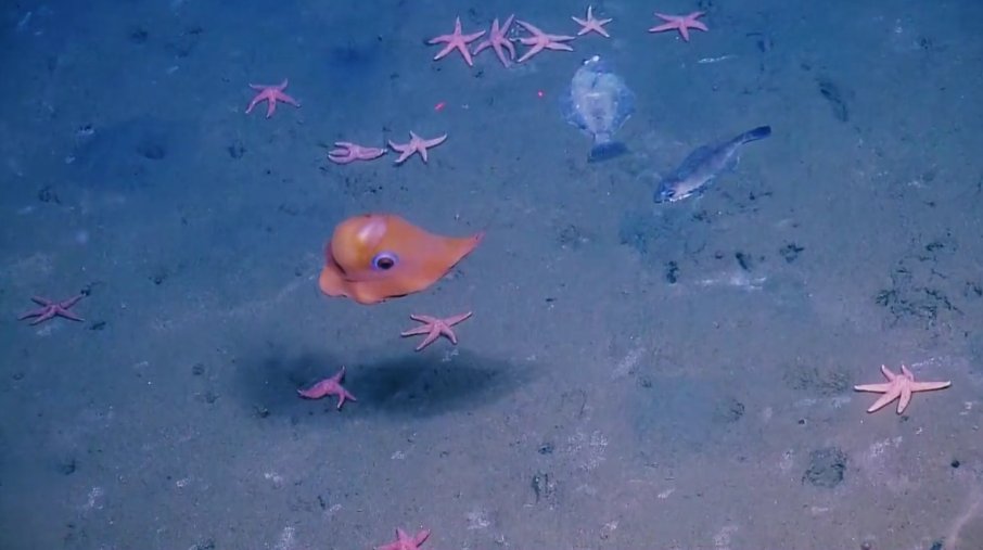 oceanbots's tweet photo. Here's another dumbo octopus #science4sanity https://t.co/tjqlrxc7Nv https://t.co/yvgXrSFOXJ