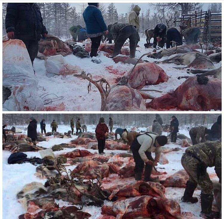 Годон гуталны золиос Цаа буга.
Үнэ 500.000төг.