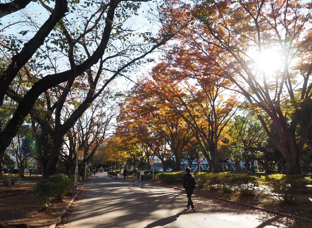 千葉大学広報 Twitter પર: &quot;【千葉大学西千葉キャンパス】 都心では木枯らし１号が吹いたそうですが、西千葉キャンパス弥生通りもすっかり秋めいて、紅葉がとても綺麗です！  https://t.co/hKg8EFe7Lg… &quot;