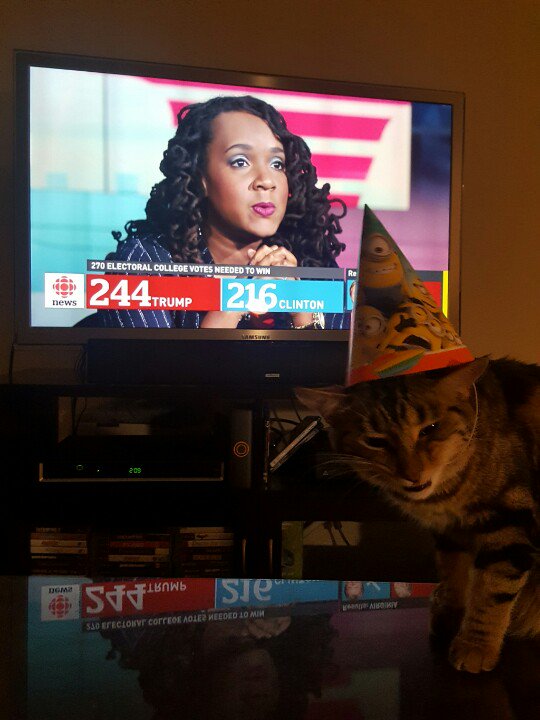 TitaniumToplass's tweet image. It's my cat, Mowgli's, birthday but he doesn't seem to be celebrating for some reason