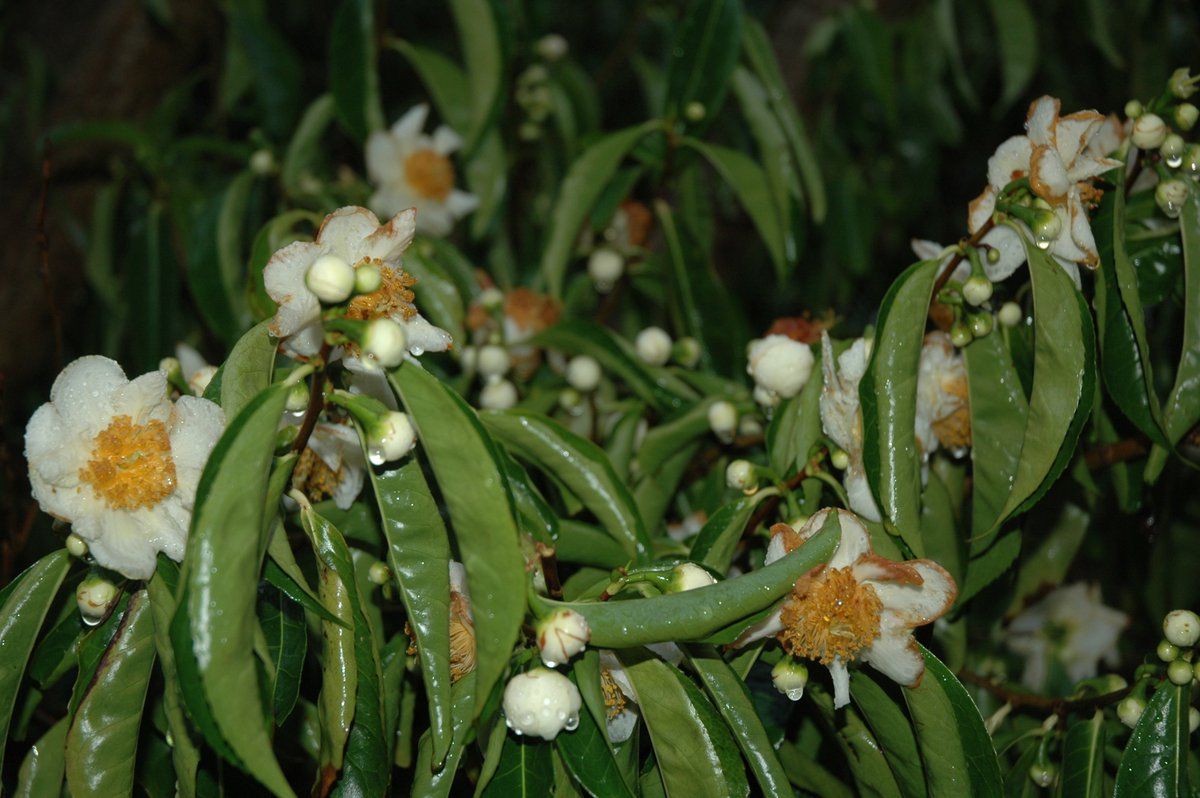 Resultado de imagen de Camellia taliensis