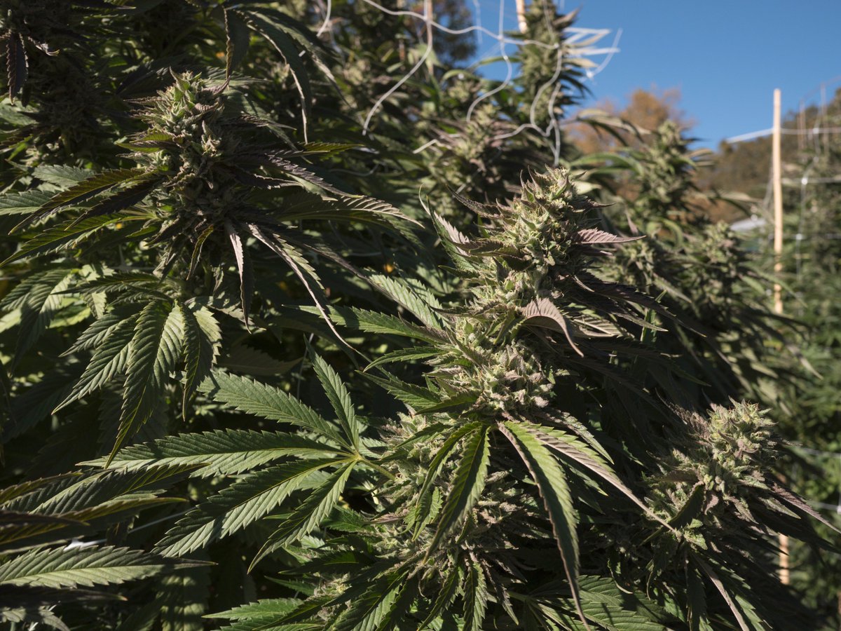 Strain Feature: Rebel Sour. High bud-to-leaf ratio and massive yield potential. Meet us at the Emerald Cup or visit rebelgrown.com/distribution/