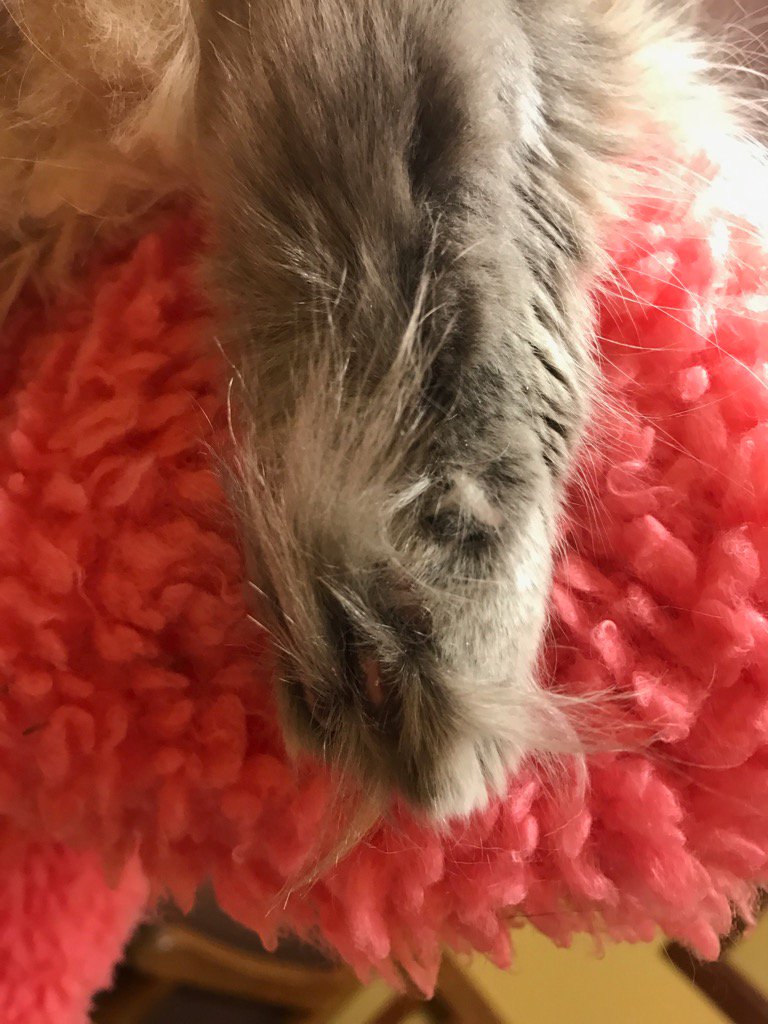ItsMeDeaner's tweet photo. JS holdin Fritzy fritz .. #toetufts #snowboots https://t.co/MnRt0vpjAO