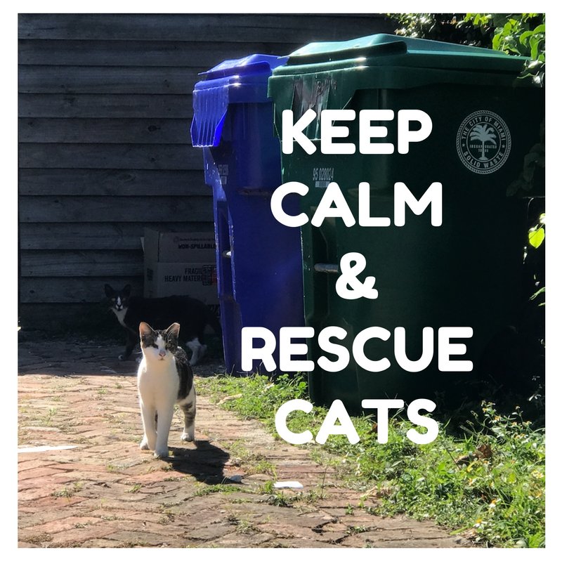 KangieKy's tweet photo. #AdoptDontShop @AdoptaPetcom #PetLovers https://t.co/ekTTiQEScU Help Save the Miami Pets from Harm @PetsToLove https://t.co/Y7MoZmjTEa