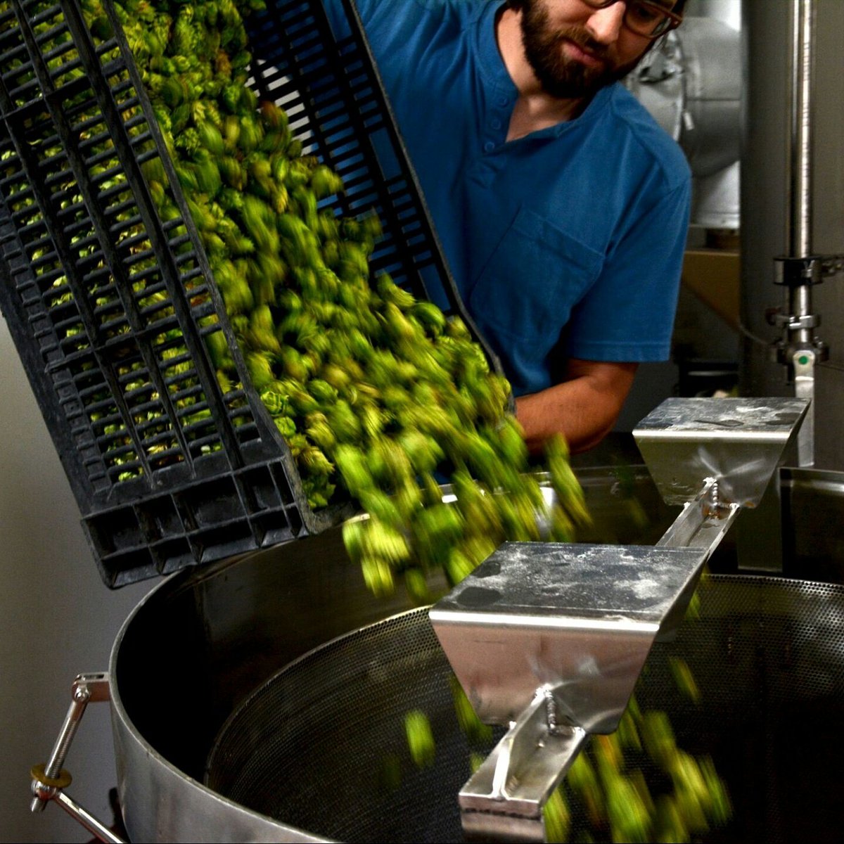 Throwback shot of one of the many baskets of fresh hops that went into Patience Wet Hop IPA. Grab a couple of bottles for Thanksgiving!