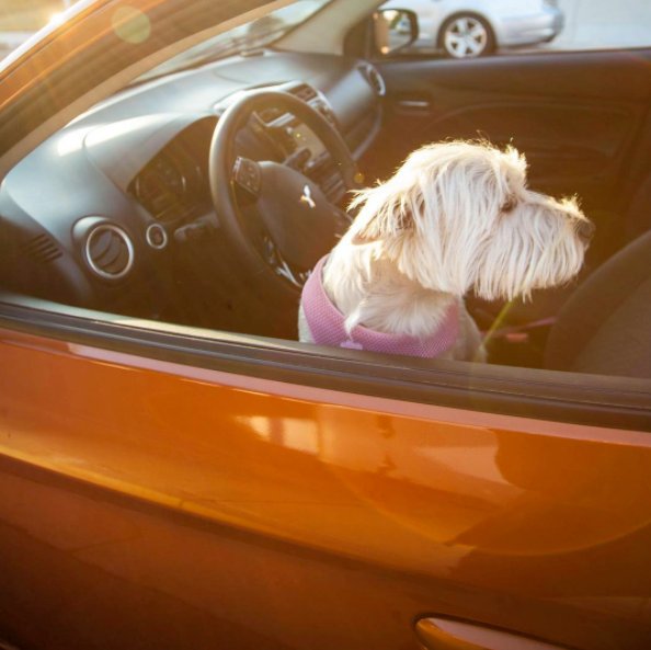 KellyCarDotCom's tweet photo. Mitsubishi models are spacious enough for the most "pawesome" shotgun riders. Share pictures of your #MitsubishiPets with us! https://t.co/FOYKVQf3ox