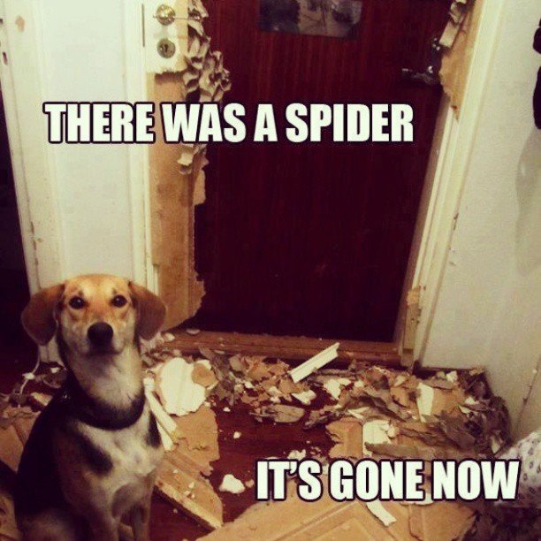AffordSelfStora's tweet photo. caught red handed!  #dog #funny https://t.co/qQ1Vrcby6C