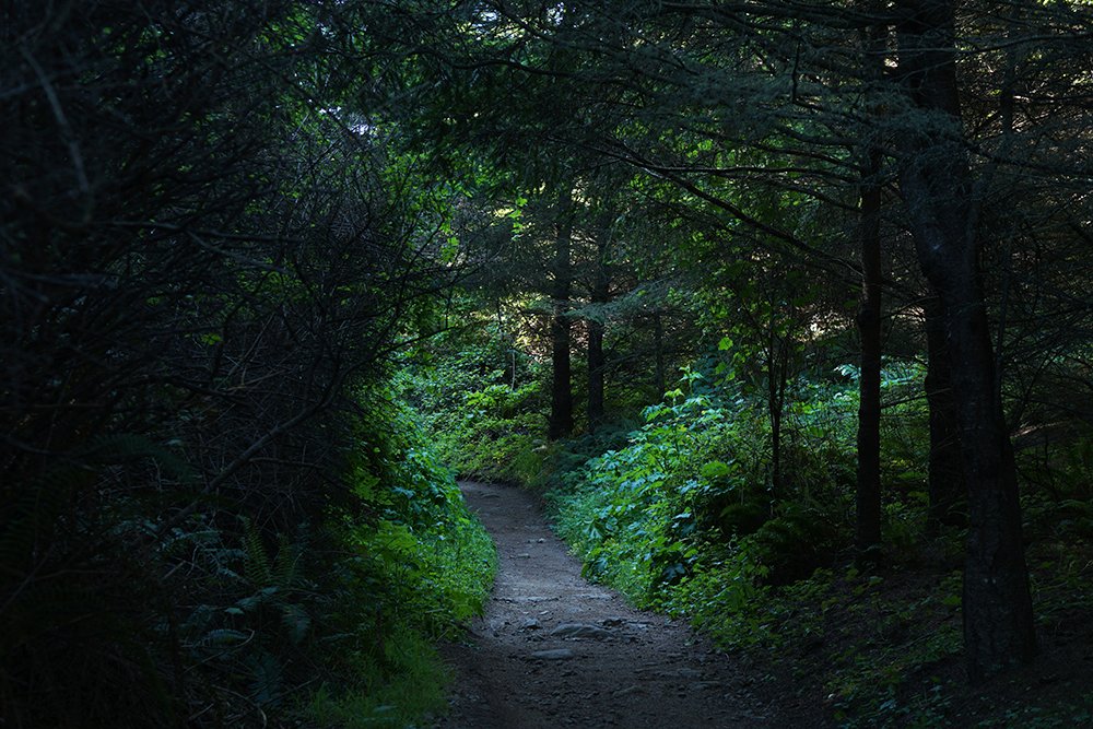 Hidden woods... bit.ly/2fFEgGg