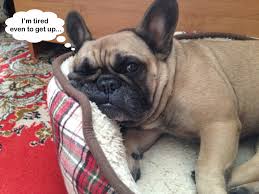 Happy Hump Day!! #happy #hump #day #TheSnackStation #ThisAndThatCanineCo