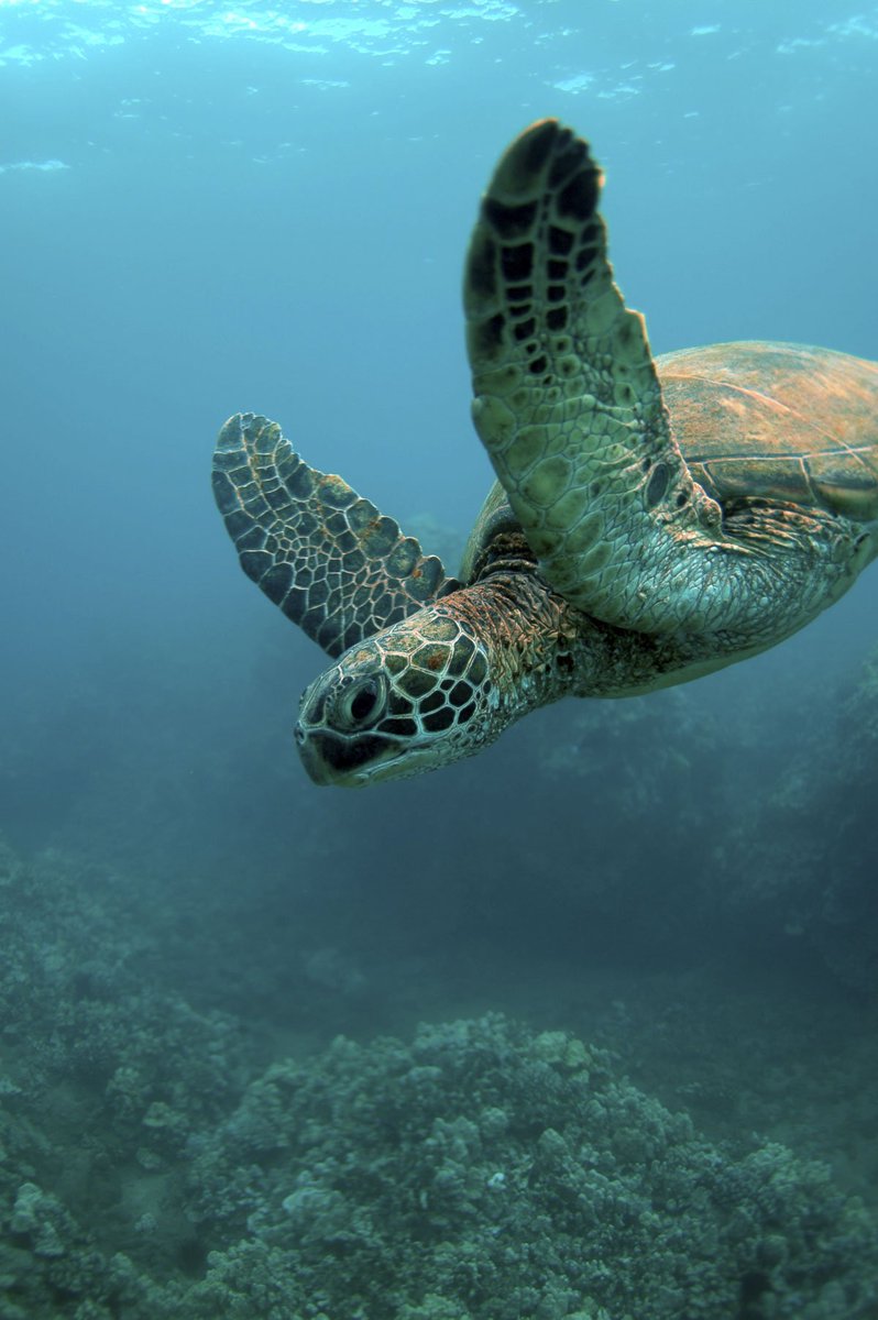 atlantishawaii's tweet photo. Are you ready to dive into amazement? #AtlantisHawaii #Kona #turtleswim #oceanbuddies #underthesea #honu https://t.co/3dQUvZXMuy