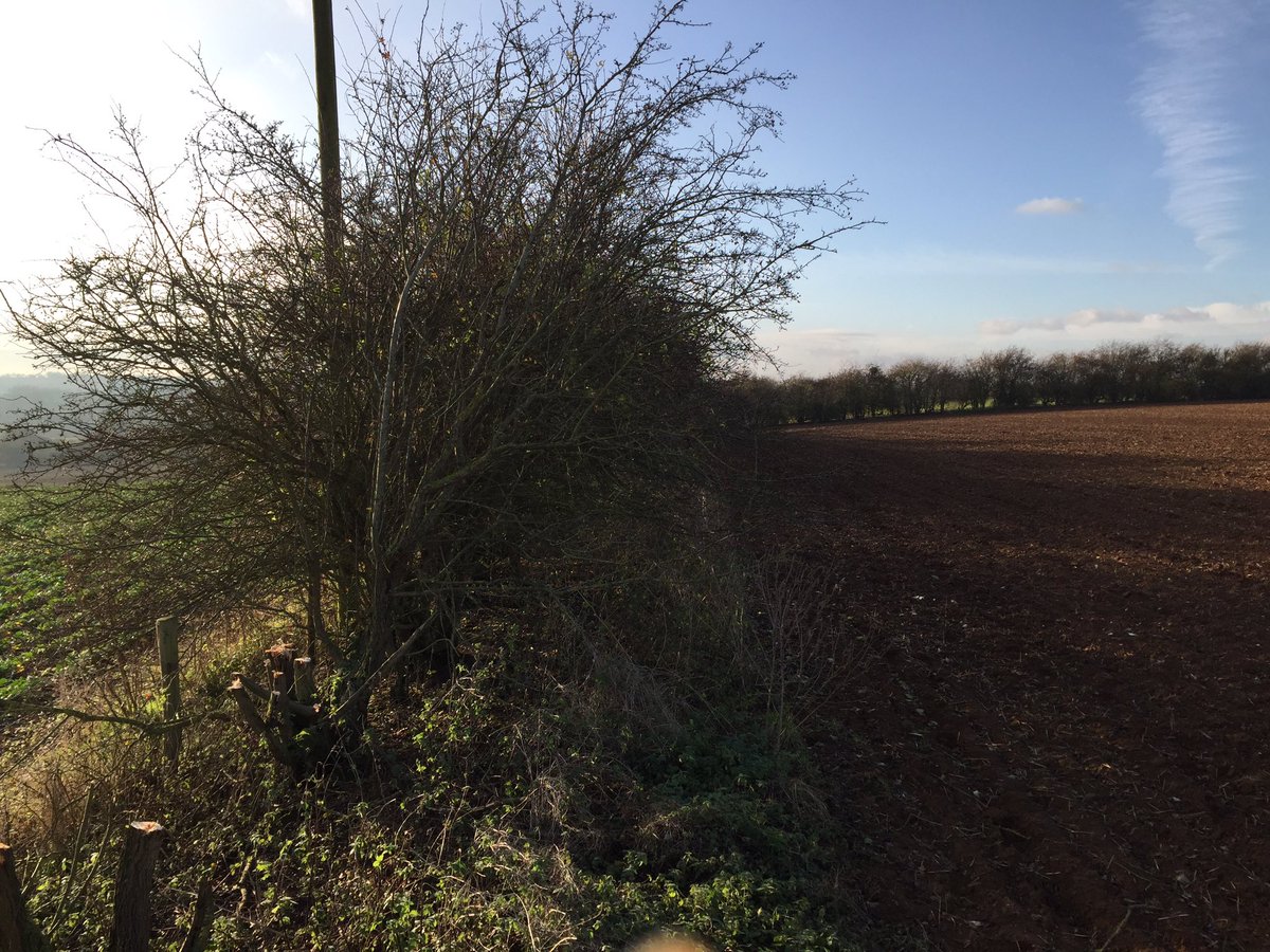 dg_hopper's tweet image. hedge cutting today, letting the light in #hedgecutting #treeshear #Oxfordshire #VolvoCEGB