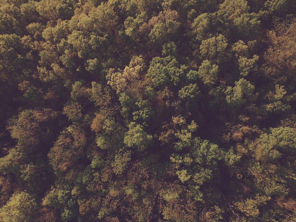 La cosa più incredibile del #bosco 🌲💚 facebook.com/thebloomingday…