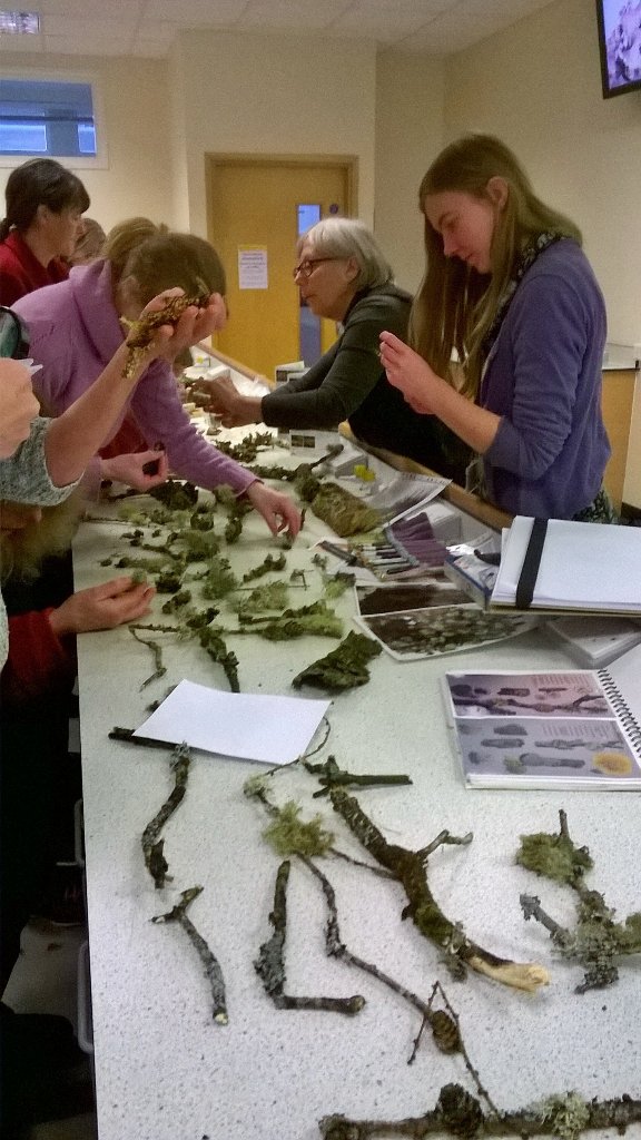glawpreseli's tweet image. Busy afternoon trying to illustrate lichens! Aberystwyth after the storm.
