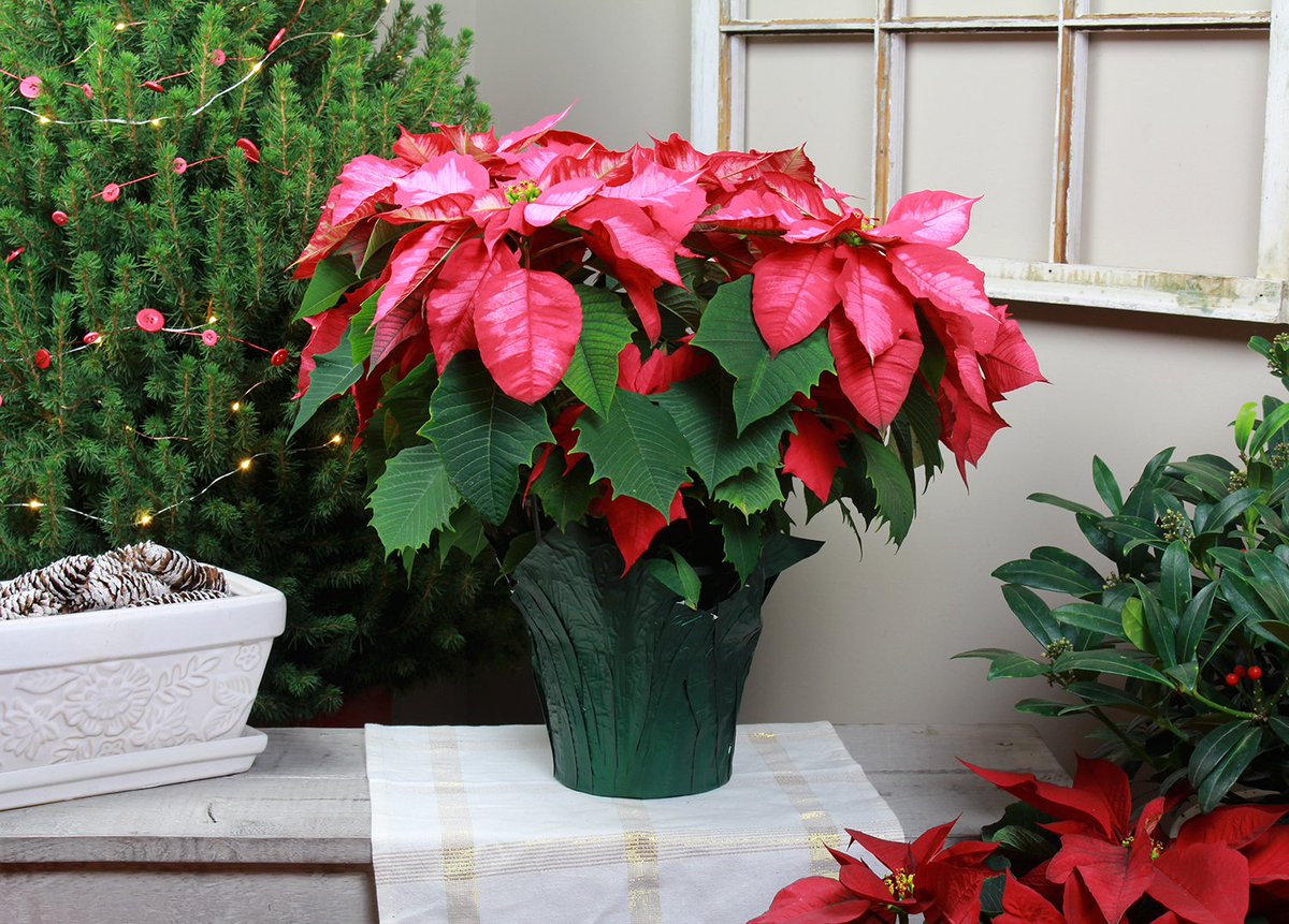 MetrolinaGHS's tweet photo. There's a poinsettia for every taste and style, such as this Ice Punch Poinsettia with hints of pink and white. #happyholidays #icepunch https://t.co/2QPsTkbCRi