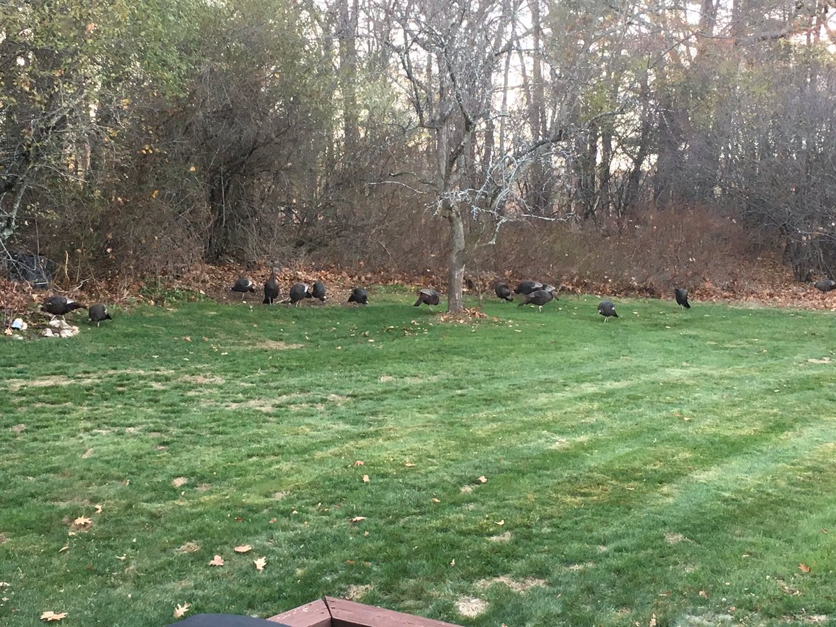 B_Louns's tweet photo. @nprpolitics @asmamk might see a few wild turkeys in Cambridge but in the greater Boston  you can have up to 16 at a time! https://t.co/HJmH8eBLXr