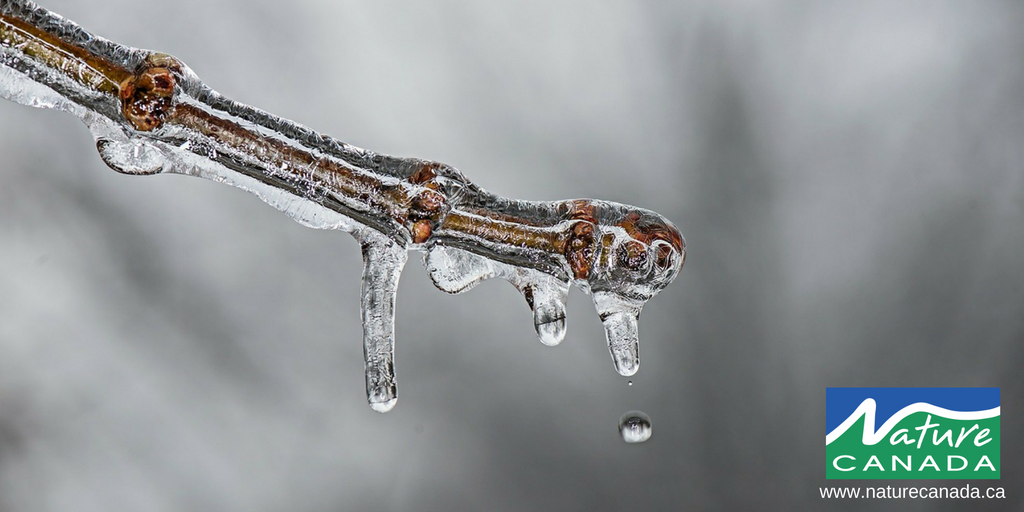 NatureCanada's tweet photo. A recent study reveals that there are alterations in shape and size of animals and plants due to man-made warming: https://t.co/pQwKZ5BUXy https://t.co/9mht2ZGN63
