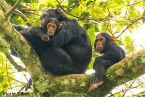 NOVEMBER ’16 NEWS UPDATE FROM BULINDI chimpsaver.org/november-16-ne…