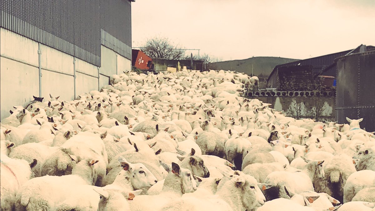 HeleddMair28's tweet photo. 500 Ewe lambs drenched & sorted for tupping @InnovisLtd.Might have been muddy but the ☔️ stayed away #drybacks #cantcomplain #farming #sheep https://t.co/SeHyArwC2H