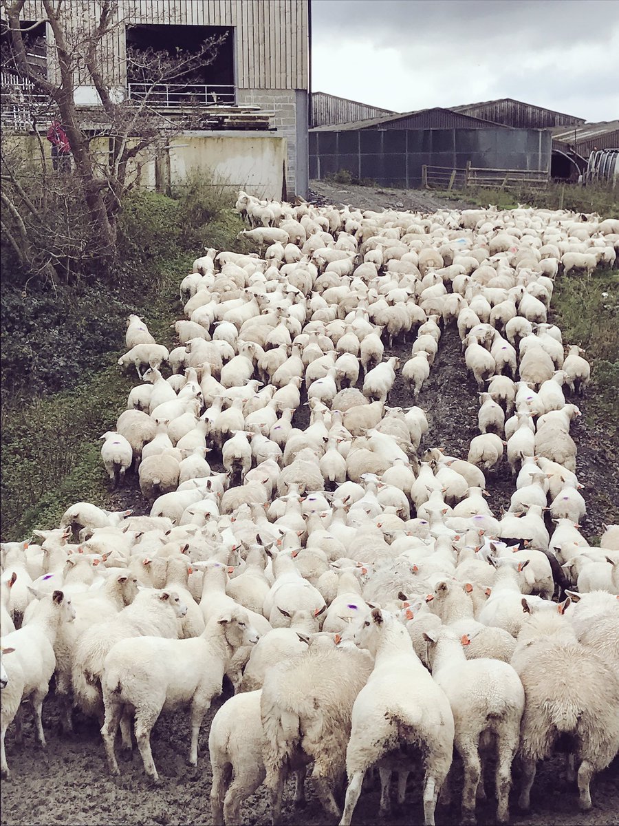 HeleddMair28's tweet photo. 500 Ewe lambs drenched & sorted for tupping @InnovisLtd.Might have been muddy but the ☔️ stayed away #drybacks #cantcomplain #farming #sheep https://t.co/SeHyArwC2H