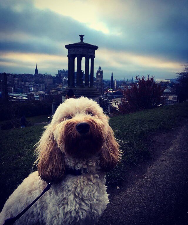 CookesPremDogs's tweet photo. It's time to play #CityCookes! Do you know where this photo was taken? Every correct answer will receive a 20% discount code. #CookesDog https://t.co/13DCNBD64G