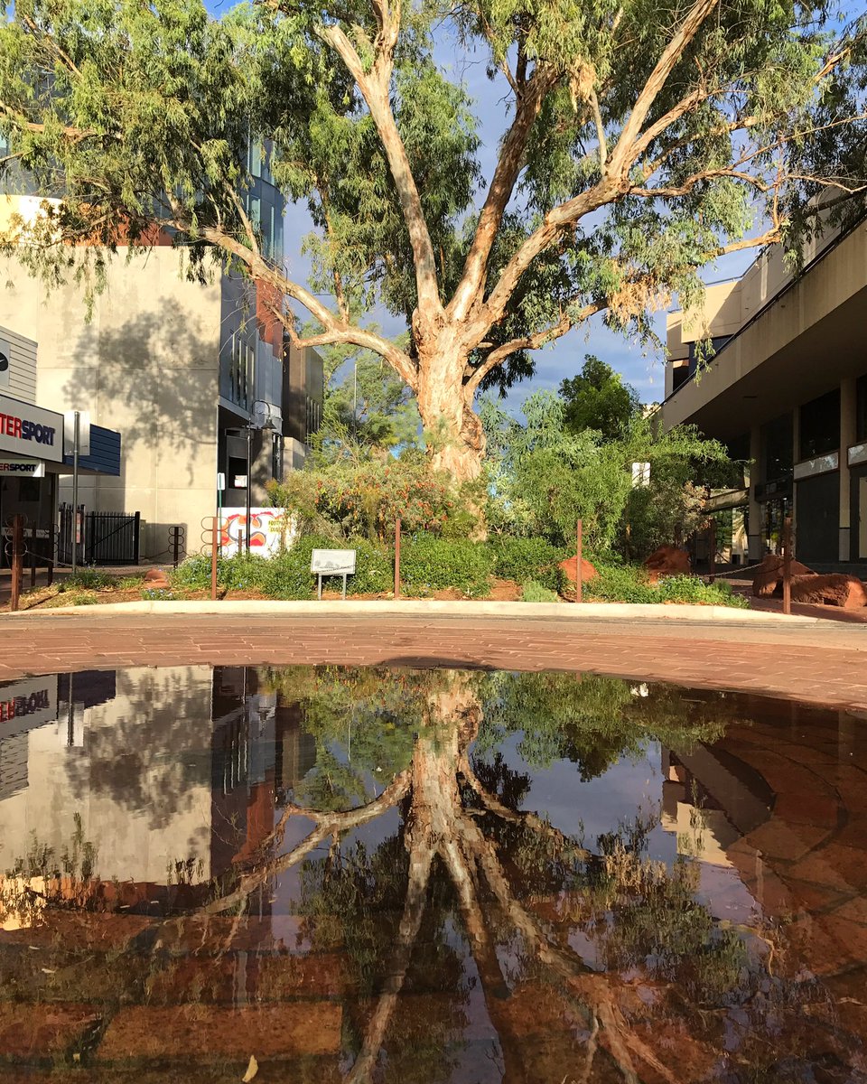 damienjryan's tweet image. Reflections of rain in #AliceSprings overnight