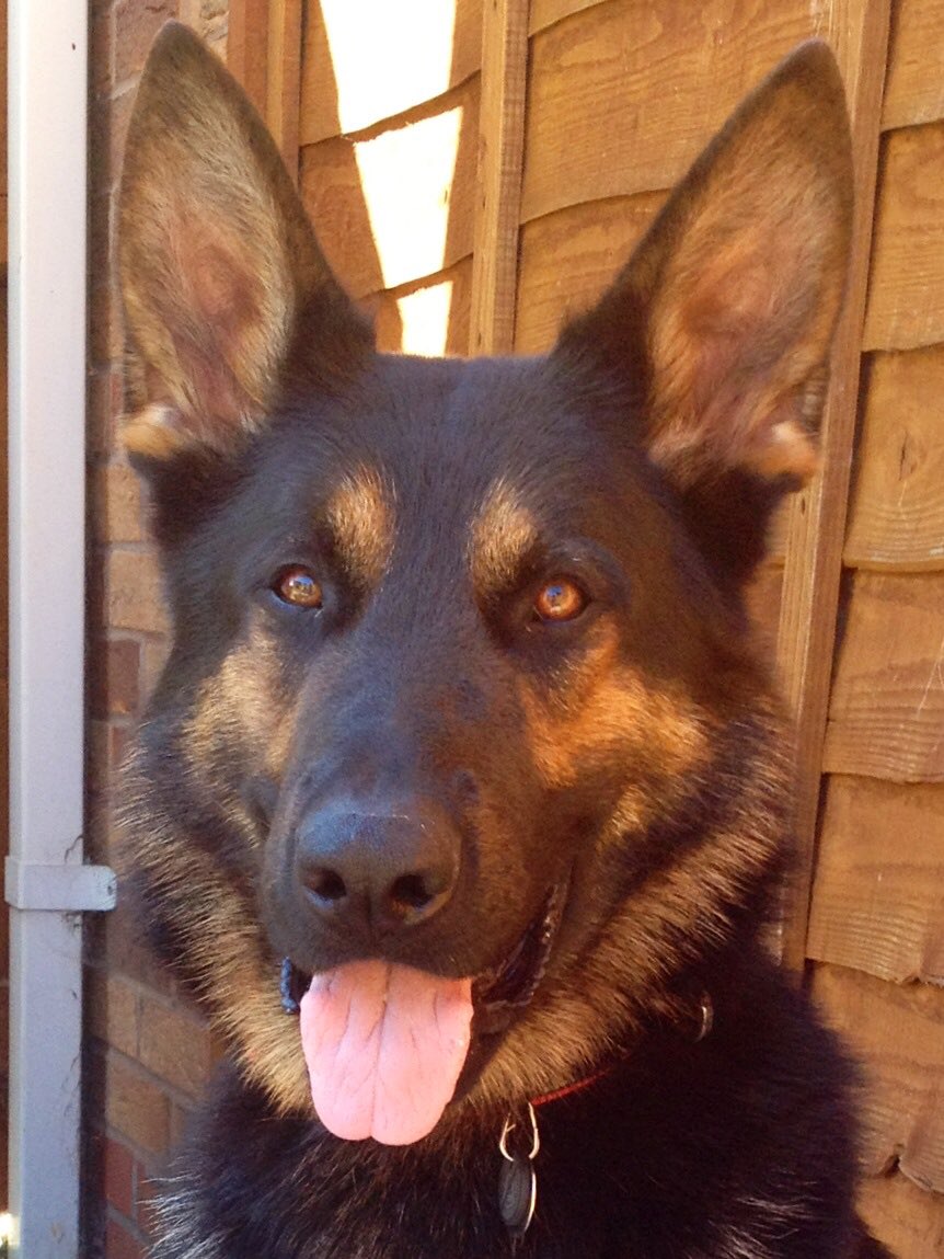 Good nose work by PD Pharaoh at a disorder. Search in difficult conditions for a discarded weapon. Screwdriver found concealed in bushes 👍