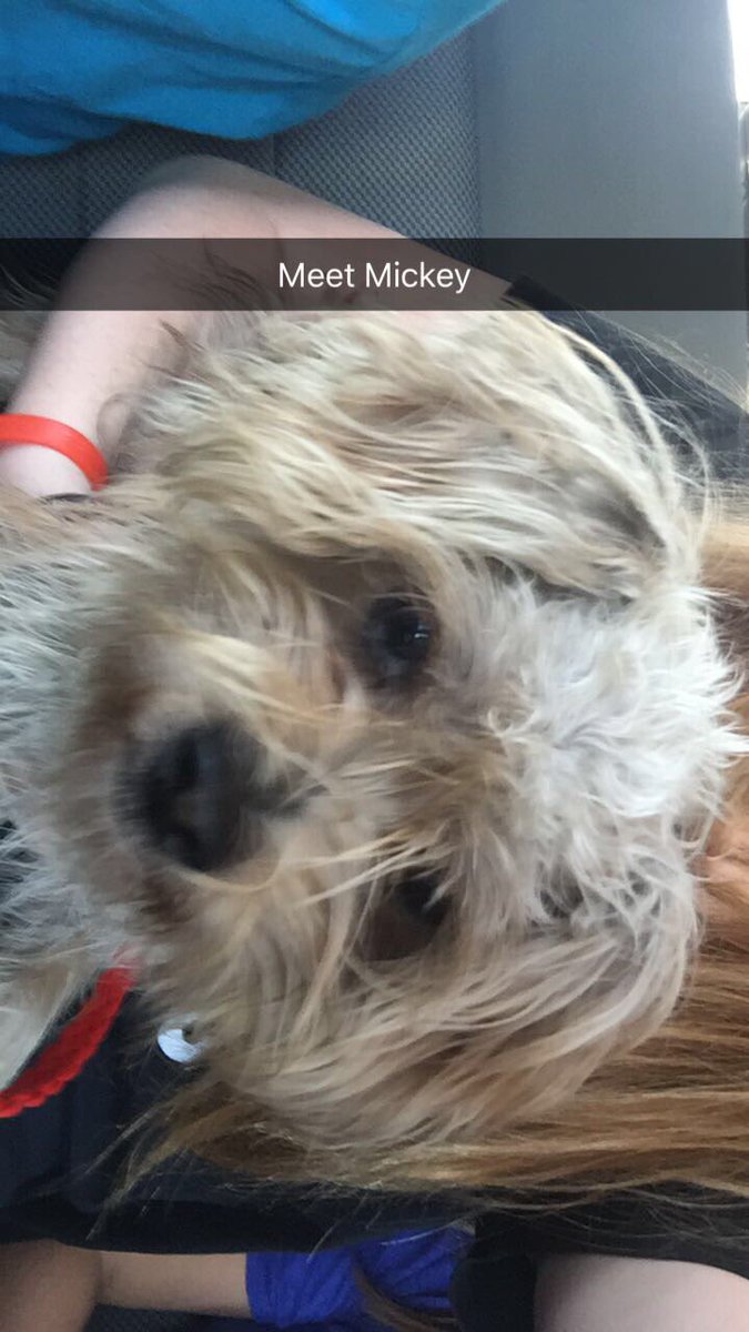sheltonbaylee's tweet photo. Meet my baby Mickey. he's being shaved because he was a stray for so long and he is so dirty and full of knots :( he's so sweet❤️ https://t.co/wmTaKpwspO