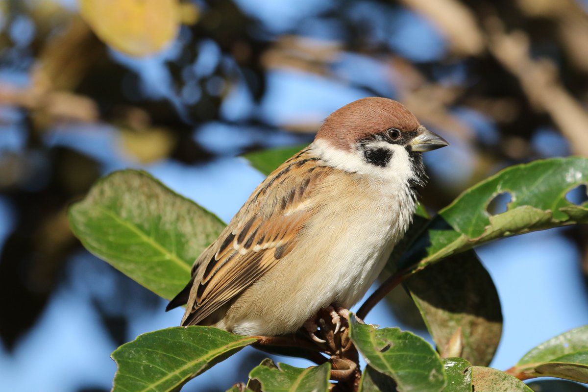 スズメのエピソード（129） ◇スズメの頭髪はどうなっている